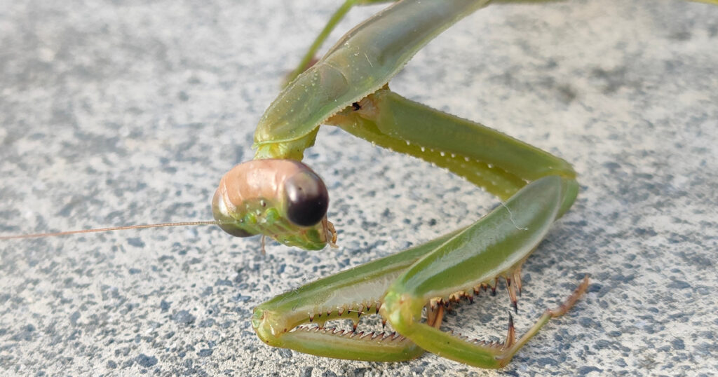 季節の変わり目　カマキリ